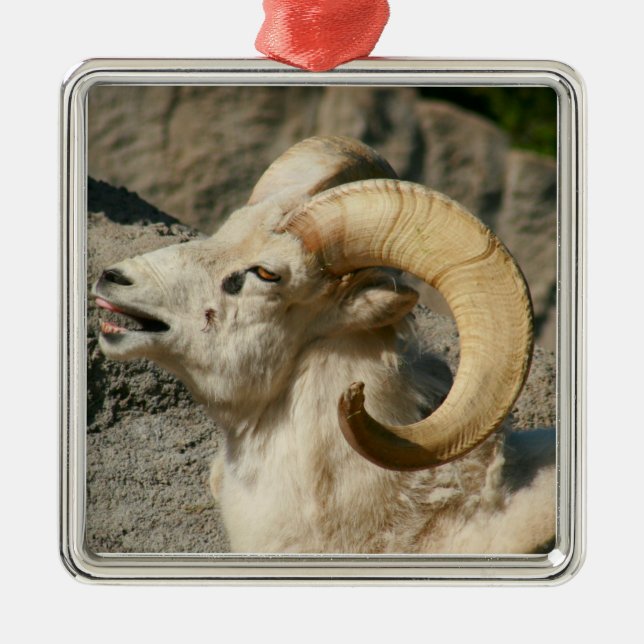 Ram eller Bighorn Sheep Laughing Julgransprydnad Metall (Framsidan)
