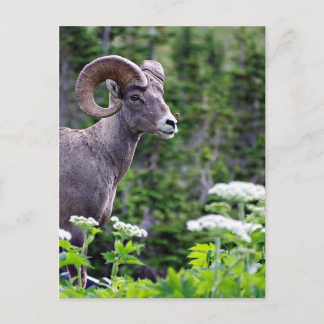 Ram i Fält Vykort (Framsida)