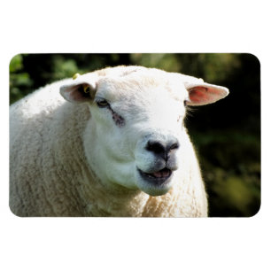 RAM MAGNET