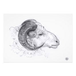 Ram - Original Teckning - Fotoutskrift Fototryck