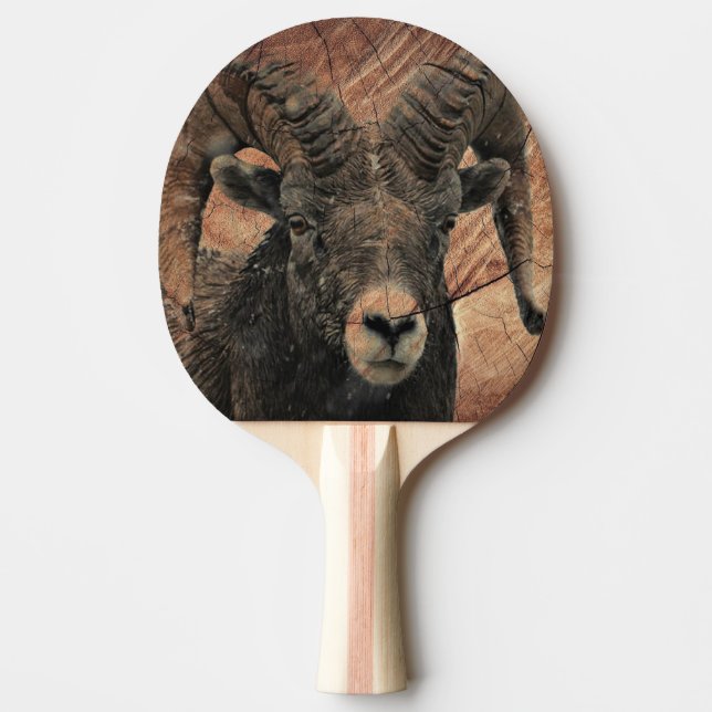 Ram Pingisracket (Framsidan)