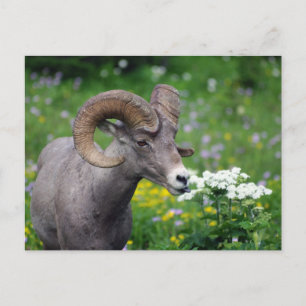 Ram - Uppmjukning av blommorna Vykort