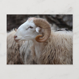 Ram-vykort Vykort