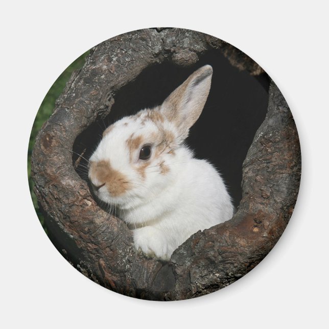 Ramad kanin magnet (Framsidan)
