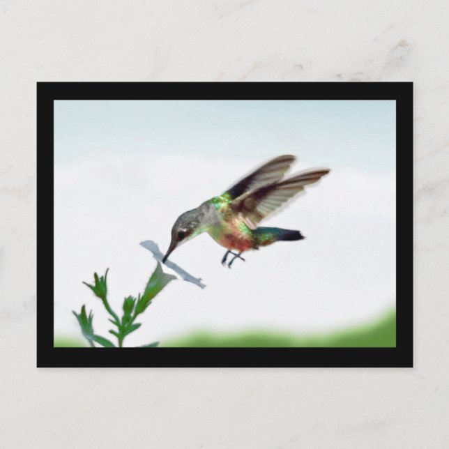 Ramar för Hummingbird-kort Vykort (Framsida)