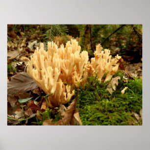 Ramaria strita Fungi Poster