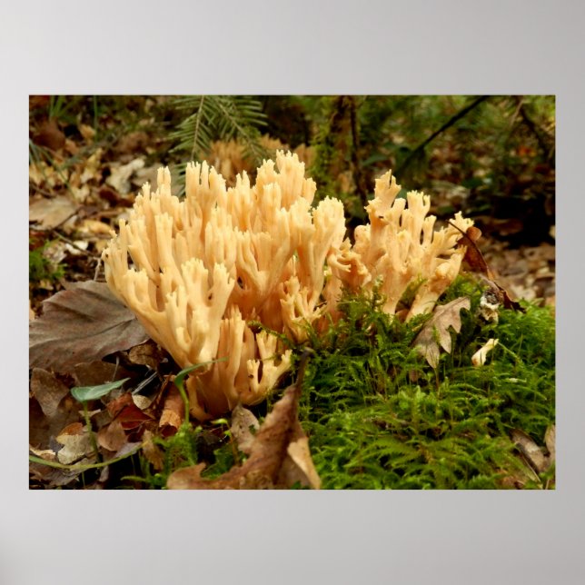 Ramaria strita Fungi Poster (Framsidan)
