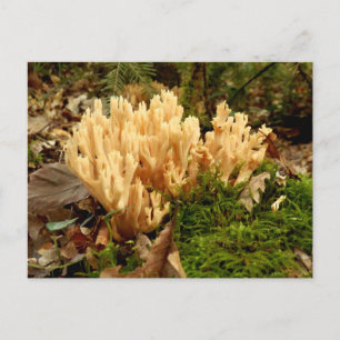 Ramaria Strta Fungi Postcard Vykort