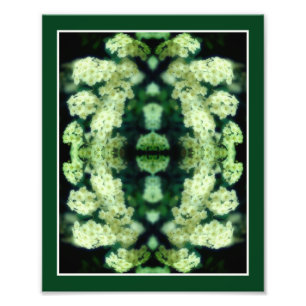 Rambling Vild Vit ros Spegel Abstrakt 8 x 10 Fototryck