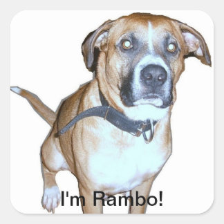Rambo hund Sticker Fyrkantigt Klistermärke