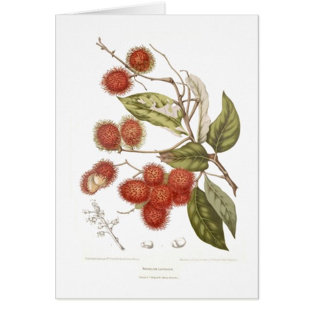 Rambutan Hälsningskort (Framsidan)
