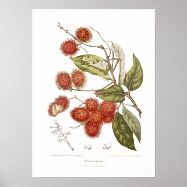Rambutan Poster (Framsidan)