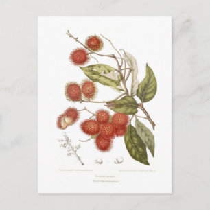 Rambutan Vykort
