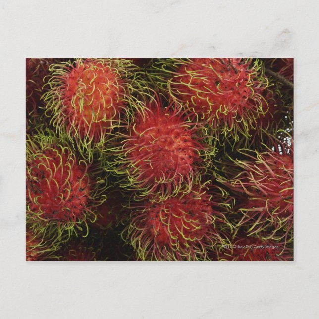 Rambutan Vykort (Framsida)