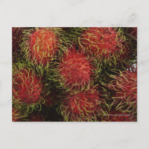 Rambutan Vykort