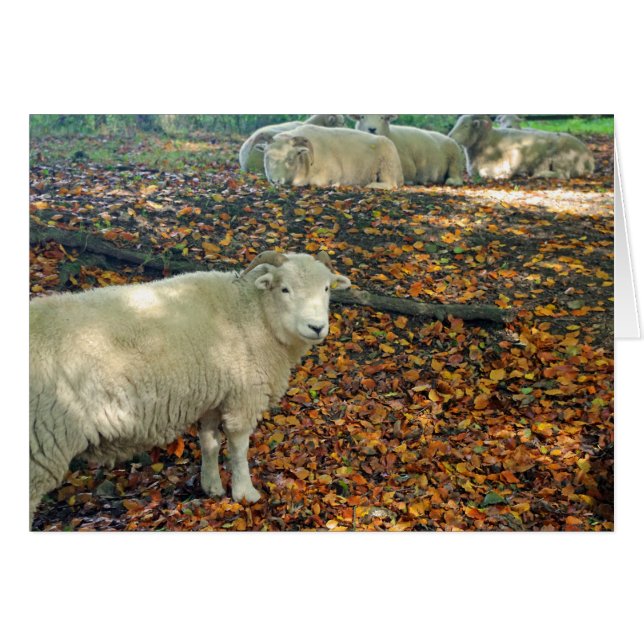 Ramma kortet hälsningskort (Framsidan Horizontal)