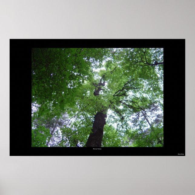 Ramsey Canopy Poster (Framsidan)