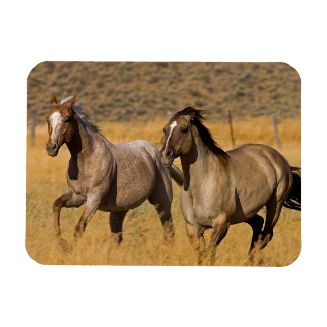 Ranch som bor i Ponderosa Ranch Magnet (Horisontell)