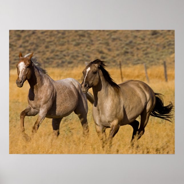 Ranch som bor i Ponderosa Ranch Poster (Framsidan)