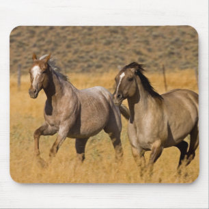 Ranchliv vid The Ponderosa Ranch Musmatta