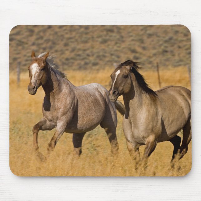 Ranchliv vid The Ponderosa Ranch Musmatta (Framsidan)