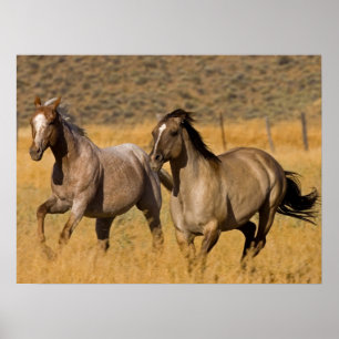 Ranchliv vid The Ponderosa Ranch Poster