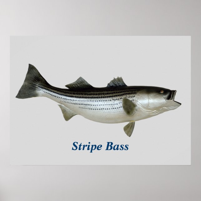Rand Bass Poster (Framsidan)
