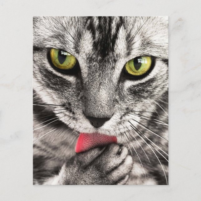 randig-114782 närbild porträtt katt kattdjur flygblad (Framsidan)