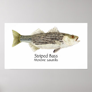 Randig Abborre Konst Poster