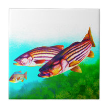 Randig bas- atlantisk Striper