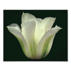 Randig grönt Tulip Flower Close Up 8x10 Fototryck