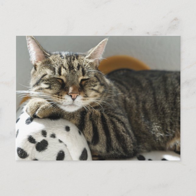 RANDIG KATT AVSLAPPNAD Postkort Helg Vykort (Framsida)