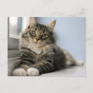 Randig katt vid ett fönster vykort