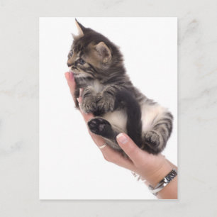 randig kattunge som slickar vykort