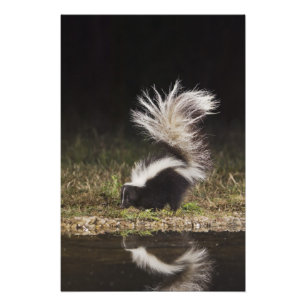 Randig skunk, Mephitis mephitis Fototryck