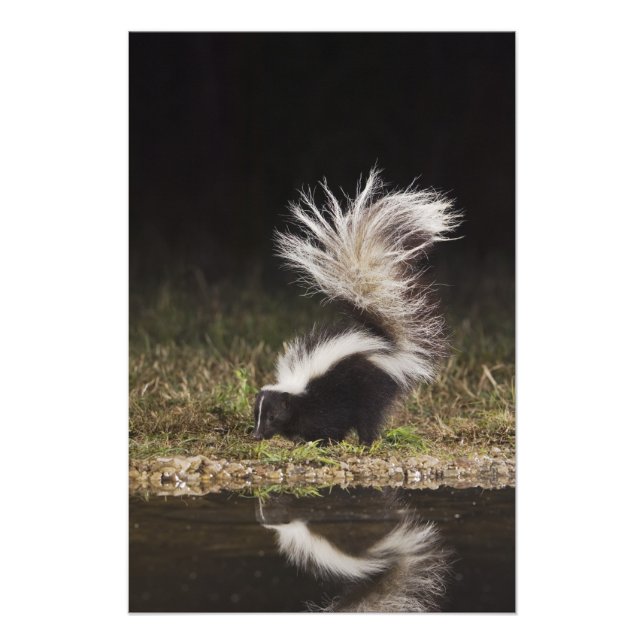 Randig skunk, Mephitis mephitis Fototryck (Framsidan)