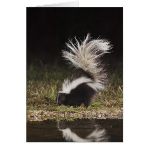 Randig skunk, Mephitis mephitis Hälsningskort