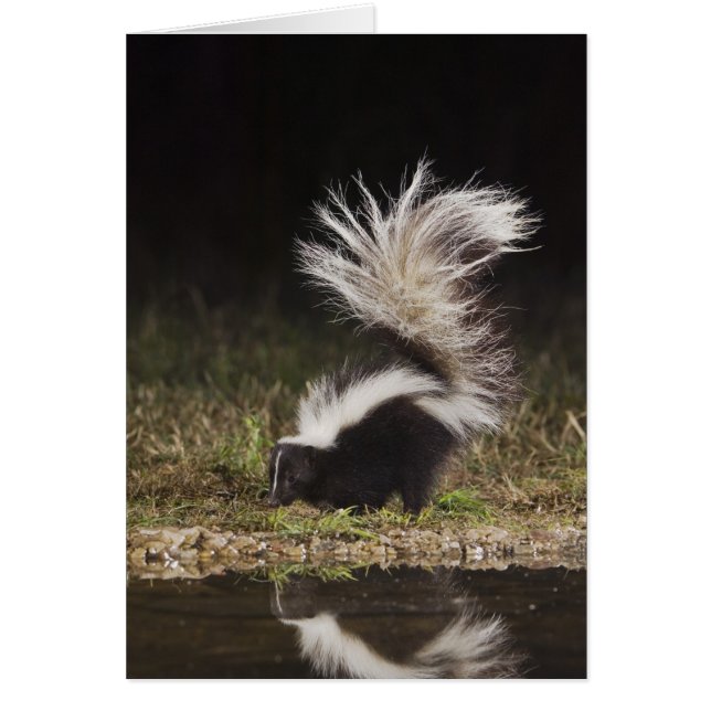 Randig skunk, Mephitis mephitis Hälsningskort (Framsidan)