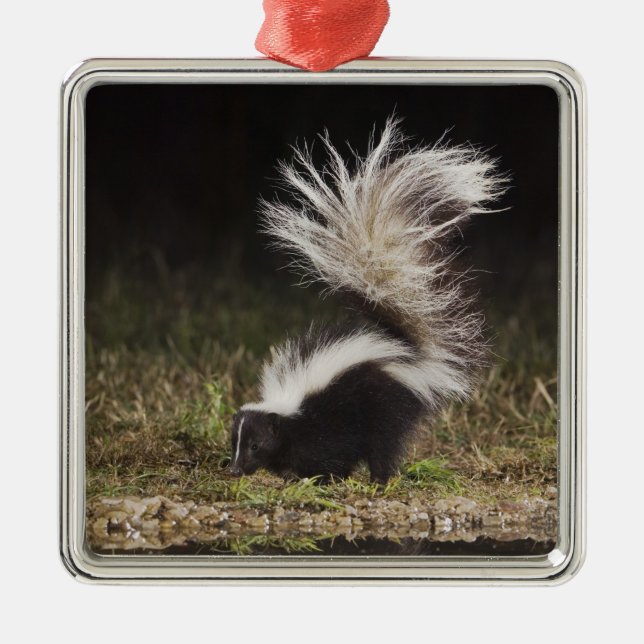 Randig skunk, Mephitis mephitis Julgransprydnad Metall (Framsidan)