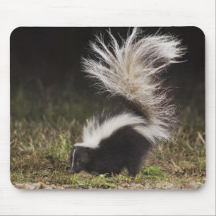Randig skunk, Mephitis mephitis Musmatta