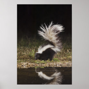 Randig skunk, Mephitis mephitis Poster