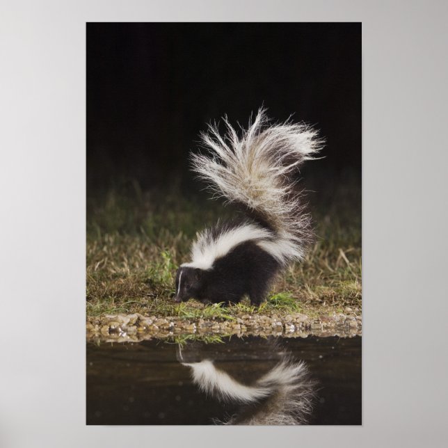 Randig skunk, Mephitis mephitis Poster (Framsidan)