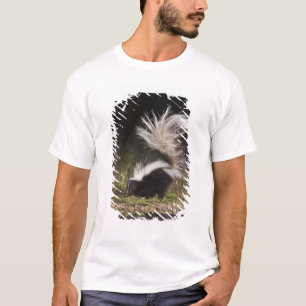 Randig skunk, Mephitis mephitis Tee Shirt