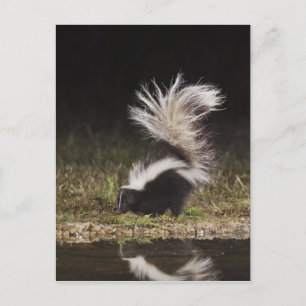 Randig skunk, Mephitis mephitis Vykort