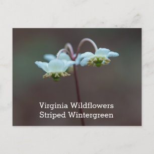 Randig Wintergreen Virginia vildblommavykort Vykort