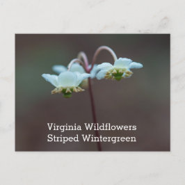 Randig Wintergreen Virginia vildblommavykort Vykort