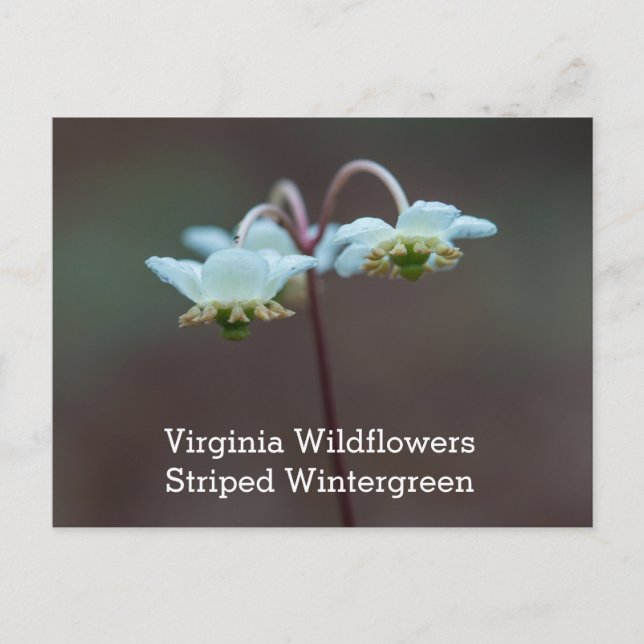 Randig Wintergreen Virginia vildblommavykort Vykort (Framsida)