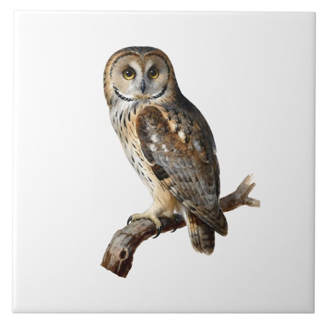“Randolph” - A Watchful Silence, An Owl’s Portrait Kakelplatta (Framsidan)