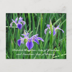 Random Act of Kindess Postcard - Lila Iris Vykort