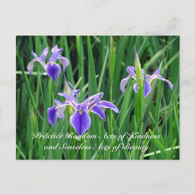 Random Act of Kindess Postcard - Lila Iris Vykort (Framsida)